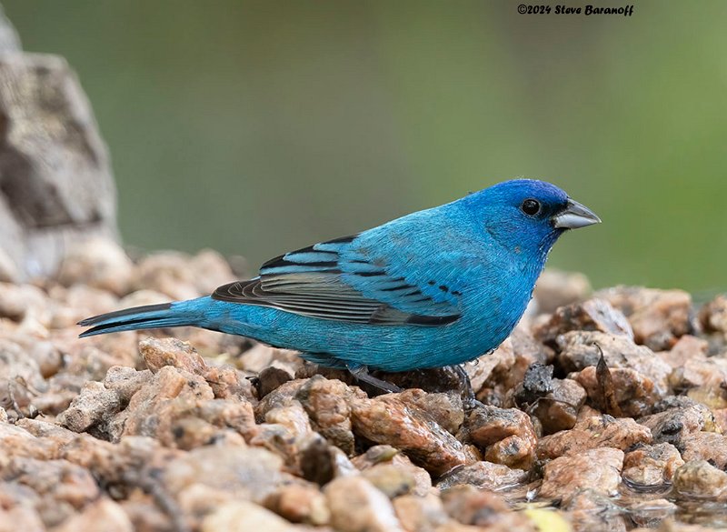 _B248459 indigo bunting.jpg